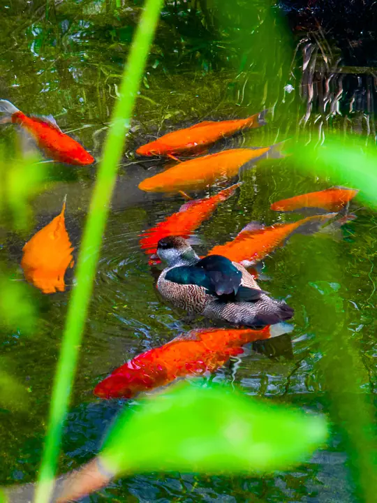 Koi fish under green leaves